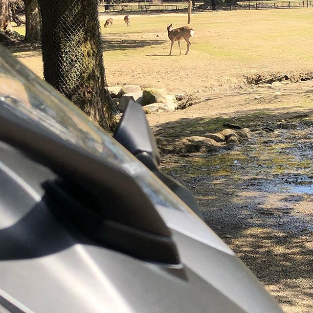 東大寺と言えば鹿！二ダボに隠れながら撮影してみました#ニダボ #cbr250rr #奈良 #東大寺 #奈良公園 #鹿 #奈良公園の鹿